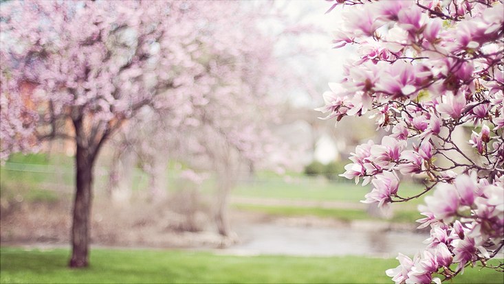 Magnolienbäume
