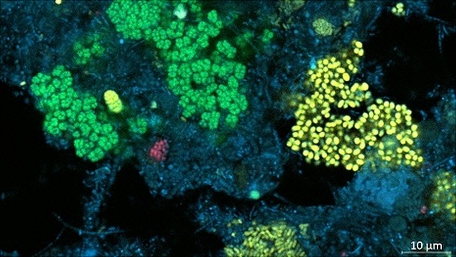 Belebtschlamm Nitrifizierer