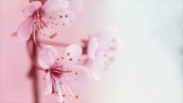 Kirschblüten