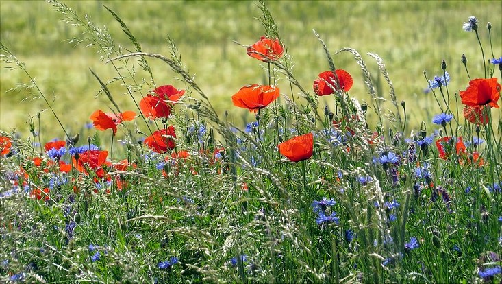 Mohn
