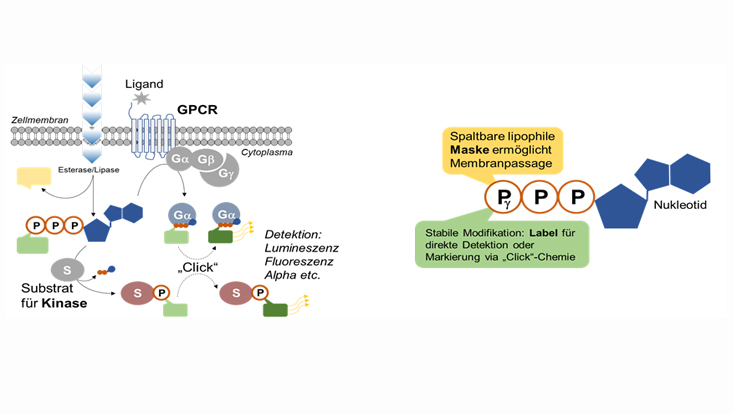 in-cell-phos-tag-dfg-meier