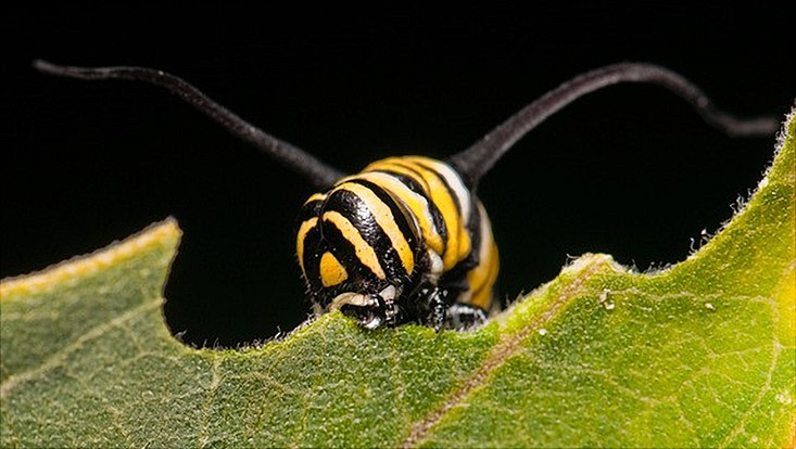 Raupe des Monarchfalters