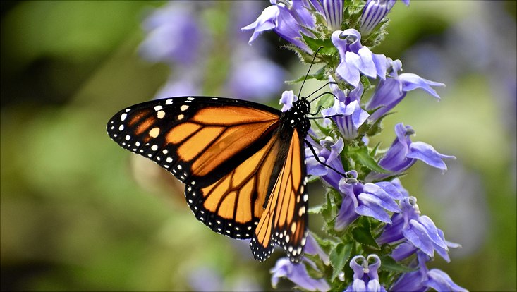 Monarchfalter