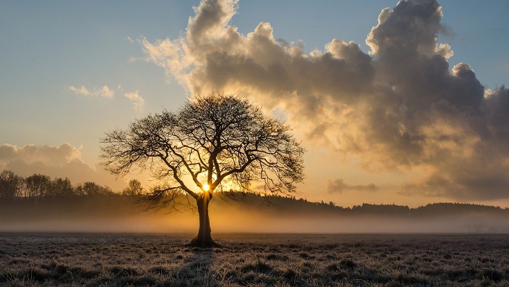 Baum. Symbolisch für Bäume, Wald und Klimawandel.