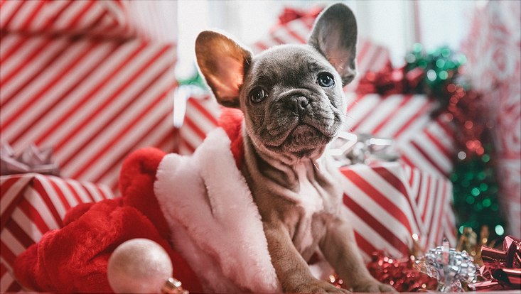 Weihnachtshund