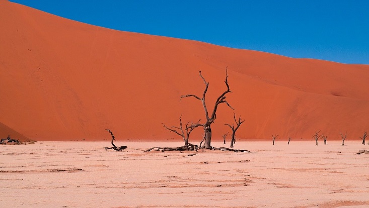 Vertrockneter Baum in Dürre. Symbolisch für Kriege, Krisen und Konflikte.