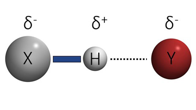 Hydrogen Bond Dynamics