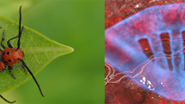 Käfer und DNS-Helix