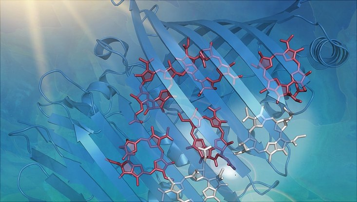 Red and white net-like formations and blue arrows