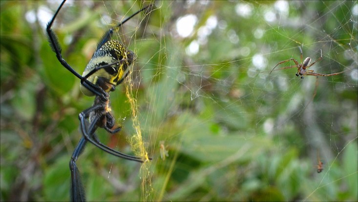 Trichonephila fenestrata Weibchen im Netz mit einem deutlich kleineren Männchen in der rechten Netzhälfte. Netz ist goldig schimmernd mit Wald im Hintergrund.