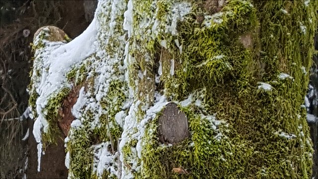 20200206-124605-640x361 Moos mit Schnee