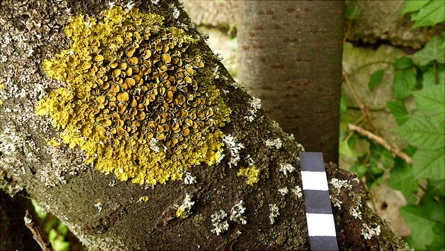 DSCI0001-640x361 Flechte auf Baum