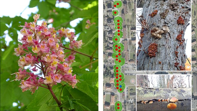 Rosskastanien-Monitoring Hamburg