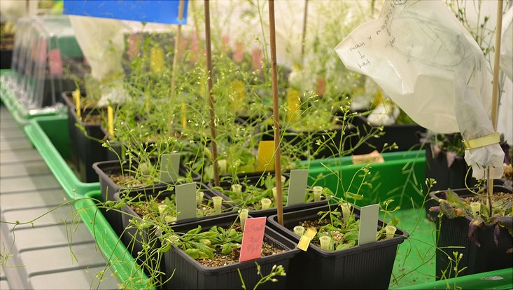 Arabidopsis thaliana - ein Helfer der Forschung