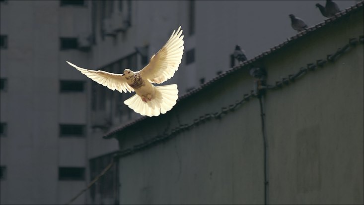 Eine weiße Taube fliegt vor einer grauen Mauer.
