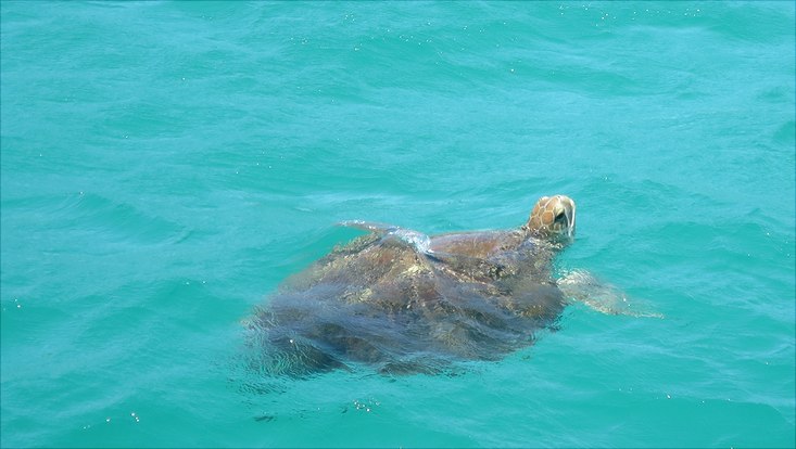Eine Schildkröte schwimmt in türkisfarbenem Wasser