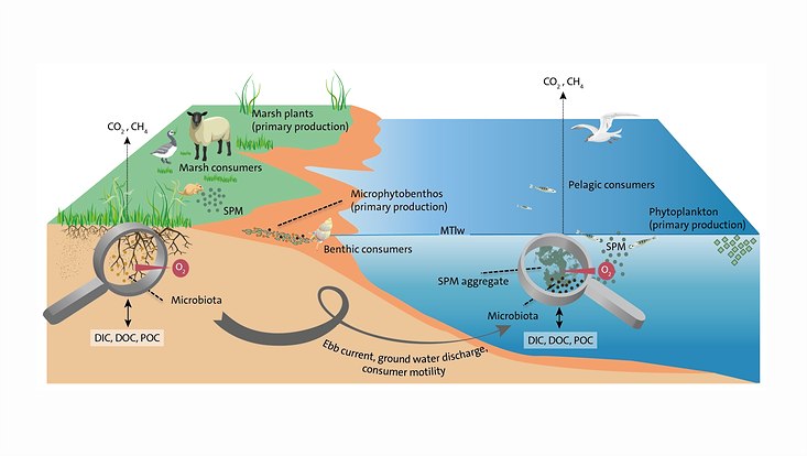 darstellung-grk-themen-2-733x414 Graphic of the three overarching research questions which will be adressed in RTG2530.