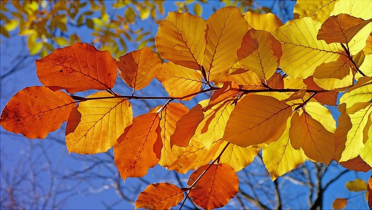Herbstlaub im Sonnenschein