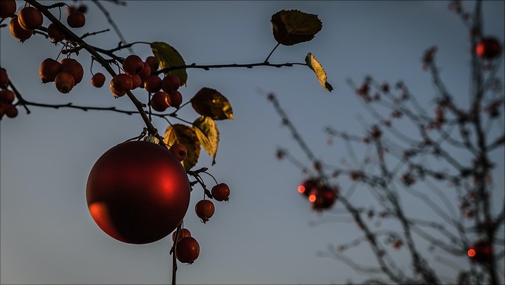 Eine rot glänzende Weihnachtskugel vor Zweigen und blauem Hintergrund