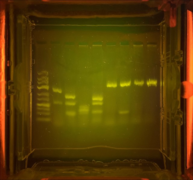 Biochemie Module Agarosegel mit grün-fluoreszierenden DNA-Banden verschiedener Fleischproben.