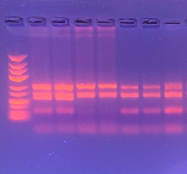 Bläuliches Agarosegel mit rot-fluoreszierenden DNA-Banden vom Versuch „Genetischer Fingerabdruck".