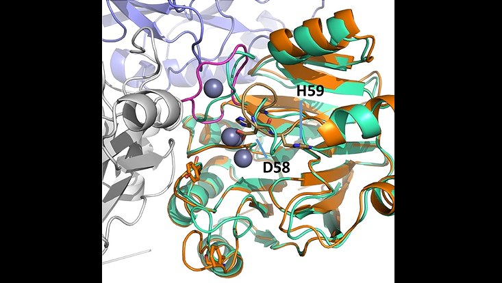 Igni18 Monomer