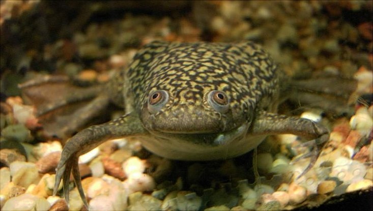 Der Krallenfrosch: bedeutender Helfer der Forschung Farbige Unterwasseraufnahme eines Krallenfrosches. Er bewegt sich mit den vorderen Extremitäten über einen steinigen Untergrund. Der Körper des Frosches wirkt im Vergleich zu den Extremitäten massig. Die Haut ist gelbgrau und schwarz gemustert.