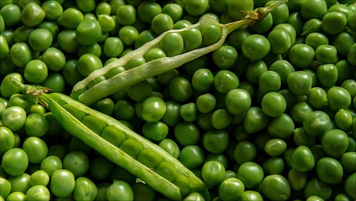 Gemüse und Modellpflanze: die Erbse 2 geöffnete Früchte der Erbse. In ihnen befinden sich jeweils 8 runde, grüne Samen. Die Früchte liegen auf einer geschlossenen Decke von frischen Erbsensamen, allesamt kräftig grün.