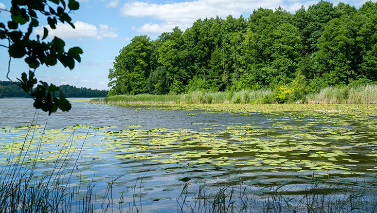 Seelandschaft
