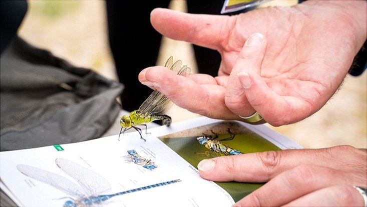 Libelle wird mittels Erkennungsbuch bestimmt