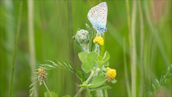 Schmetterling auf Blume