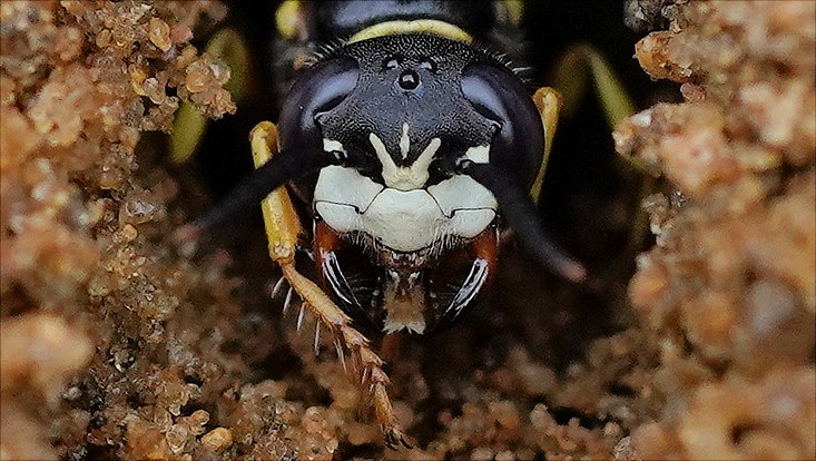 Bienenwolf als Makroaufnahme, charakteristische helle Gesichtsmaske