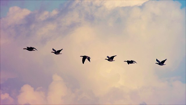 Geese migration