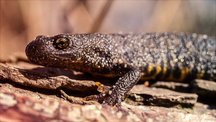 Ein Kammermolch im seitlichen Profil
