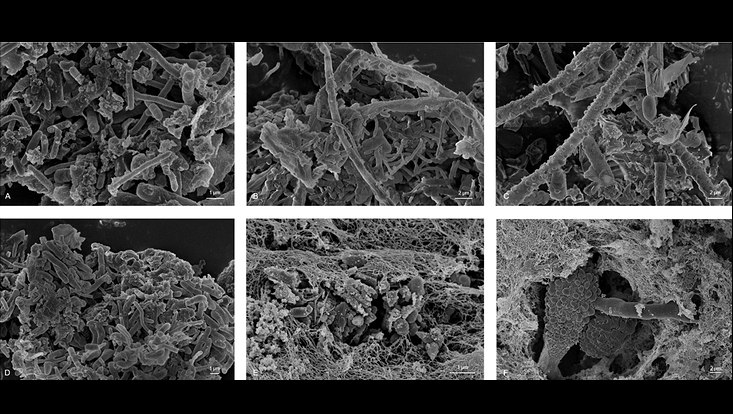 Hypha and conidia of fungi species and bacteria integrated in an EPS matrix