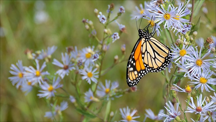 Schmetterling auf Wiese