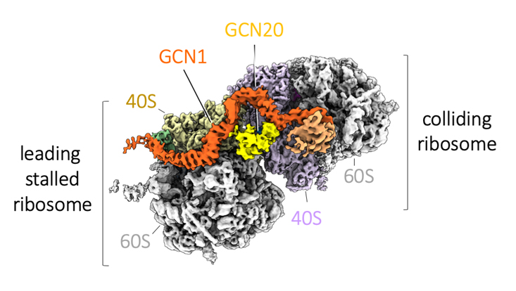 wilson-gcn
