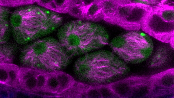 Cross-section through an anther of Arabidopsis thaliana
