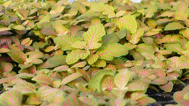 (Silbernetzblatt) Fittonia verschaffeltii Darstellung einer Fittonia verschaffeltii