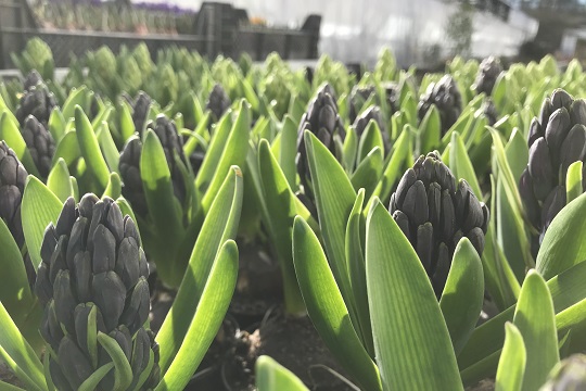 Darstellung einer lila gestreiften Krokusblume