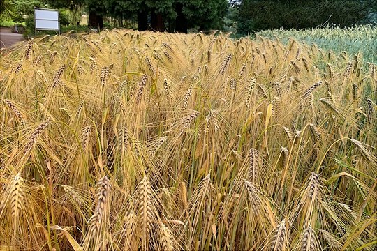 Gerste Darstellung von Gerste