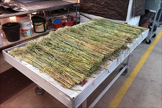 Getreide in Vorbereitung Darstellung von Getreide in Vorbereitung