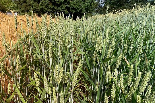 Getreide im Freiland Darstellung von Getreide im Freiland