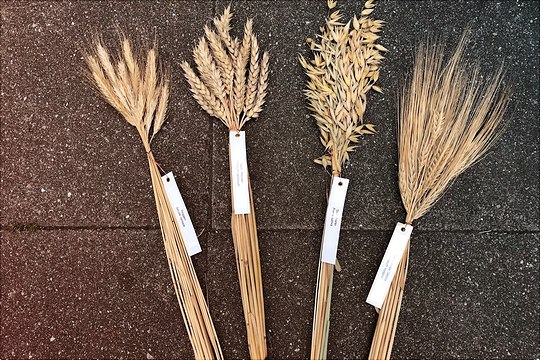 Getreidebündel Darstellung von Getreidebündeln