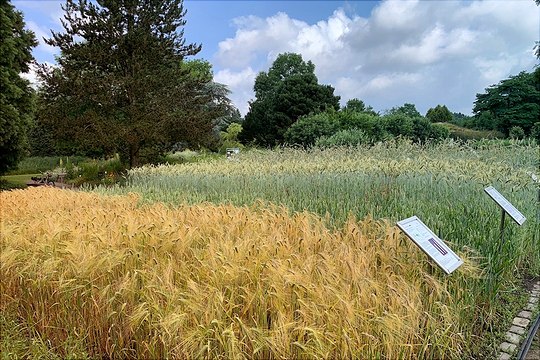 Getreide im Freiland Darstellung von Getreide im Freiland