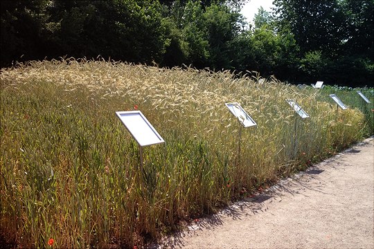 Getreide im Freiland Darstellung von Getreide im Freiland