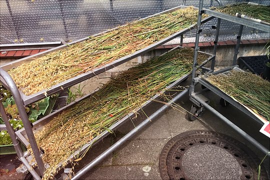 Getreide in Vorbereitung Darstellung von Getreide in Vorbereitung