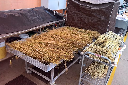 Getreide in Vorbereitung Darstellung von Getreide in Vorbereitung