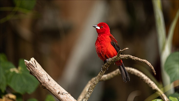 Red bird in Brazil sitting on a branch