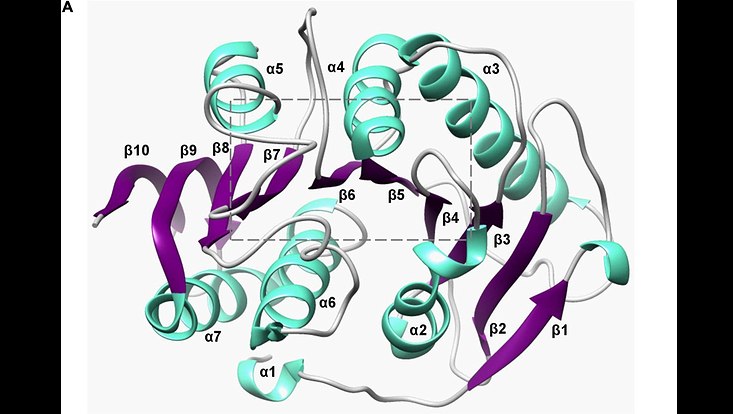 Crystal structure of the PET-hydrolyzing bacteroidetal PET30ΔPorC including active site and hydrophobicity comparison